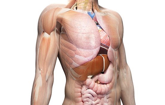 Illustration av en överkropp och organen inuti kroppen