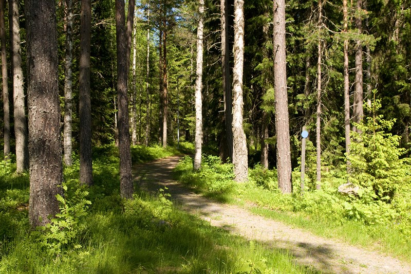 Skogsstig